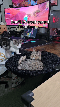 PurrNest Cozy
